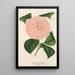 Camellia Caterina Rossi - Charles Antoine Lemaire — quadro incorniciato alla parete
