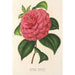 Camellia Clodia - Charles Antoine Lemaire — vista dell’opera