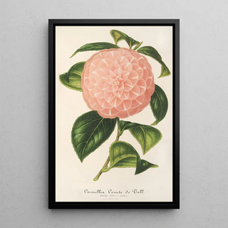 Charles Antoine Lemaire - Camellia Comte de Toll.webp