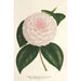 Camellia Constantin Trtiakoff Hybrid - Charles Antoine Lemaire — Ansicht des Kunstwerks