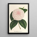 Camellia Constantin Trtiakoff Hybrid - Charles Antoine Lemaire — gerahmtes Bild an der Wand