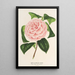 Camellia Contessa Tozzoni - Charles Antoine Lemaire — quadro incorniciato alla parete