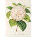 Camellia Cora L Barton - Charles Antoine Lemaire — Ansicht des Kunstwerks