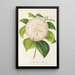 Camellia Cora L Barton - Charles Antoine Lemaire — gerahmtes Bild an der Wand