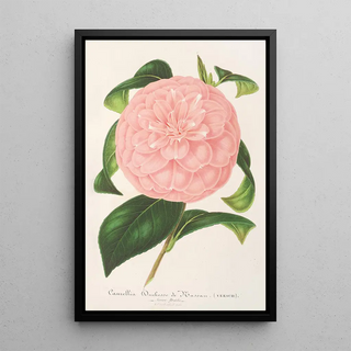 Charles Antoine Lemaire - Camellia Duchesse de Nassau.webp