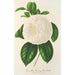 Camellia Fanny Sanchioli - Charles Antoine Lemaire — Ansicht des Kunstwerks