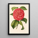 Camellia Francesco Burlamachi - Charles Antoine Lemaire — gerahmtes Bild an der Wand