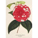 Camellia Giardino Santarelli - Charles Antoine Lemaire — vista dell’opera