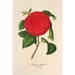 Riproduzione del dipinto Camellia Il Giogello - Charles Antoine Lemaire