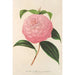 Camellia Isabella Orsini Franchetti - Charles Antoine Lemaire — Ansicht des Kunstwerks