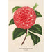 Camellia Madame Rudolph Abel - Charles Antoine Lemaire — vista dell’opera