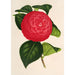 Camellia Marchesa Davia - Charles Antoine Lemaire — Ansicht des Kunstwerks