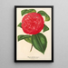 Camellia Marianna Talenti - Charles Antoine Lemaire — gerahmtes Bild an der Wand