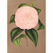 Reproduktion des Gemäldes Camellia Mistress Dombrain - Charles Antoine Lemaire
