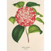 Camellia Nazzari - Charles Antoine Lemaire — Ansicht des Kunstwerks