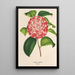 Camellia Nazzari - Charles Antoine Lemaire — gerahmtes Bild an der Wand