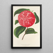 Camellia Ninfa del Tebro - Charles Antoine Lemaire — gerahmtes Bild an der Wand