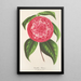 Reproduktion des Gemäldes Camellia Petazzi - Charles Antoine Lemaire