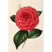 Camellia Poldina Vanturi - Charles Antoine Lemaire — Ansicht des Kunstwerks