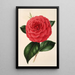 Camellia Poldina Vanturi - Charles Antoine Lemaire — gerahmtes Bild an der Wand
