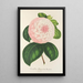 Riproduzione del dipinto Camellia Regina delle Bellezze - Charles Antoine Lemaire