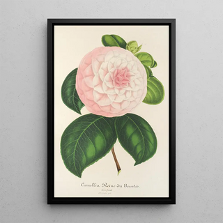 Charles Antoine Lemaire - Camellia Reine des Beauts.webp