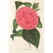 Camellia Roma risorta - Charles Antoine Lemaire — Ansicht des Kunstwerks