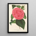 Camellia Roma risorta - Charles Antoine Lemaire — gerahmtes Bild an der Wand