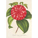 Reproduktion des Gemäldes Camellia Souvenir d'Émile Defresne - Charles Antoine Lemaire