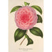 Reproduktion des Gemäldes Camellia Teresita Canzio Garibaldi - Charles Antoine Lemaire