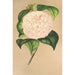 Camellia Vesillo dell'Arno - Charles Antoine Lemaire — Ansicht des Kunstwerks