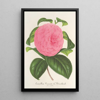 Charles Antoine Lemaire - Camellia Vicomte de Nieuland.webp