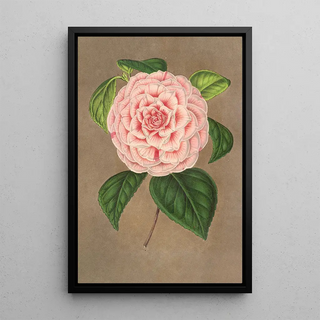 Charles Antoine Lemaire - Camellia Vittorio Emmanuele II.webp
