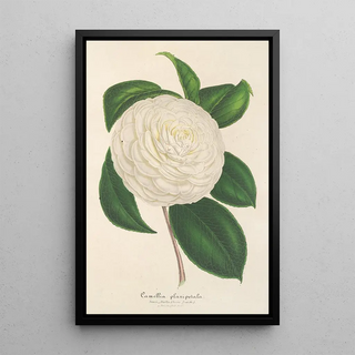 Charles Antoine Lemaire - Camellia planipetala.webp