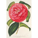 Camellia reticulata var. flore pleno - Charles Antoine Lemaire — Ansicht des Kunstwerks