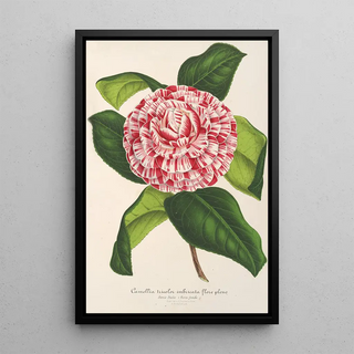 Charles Antoine Lemaire - Camellia tricolor imbricata plena.webp
