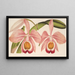 Cattleya Eldorado splendens - Charles Antoine Lemaire — quadro incorniciato alla parete