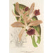 Reproduktion des Gemäldes Cattleya elegans Ch. Morren - Charles Antoine Lemaire