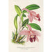 Cattleya pumila - Charles Antoine Lemaire — Ansicht des Kunstwerks