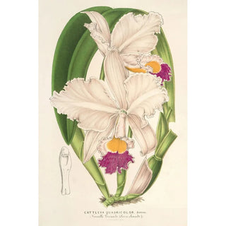 Charles Antoine Lemaire - Cattleya quadricolor.webp