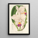 Cattleya quadricolor - Charles Antoine Lemaire — quadro incorniciato alla parete