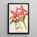 Reproduktion des Gemäldes Cattleya superba var. splendens - Charles Antoine Lemaire
