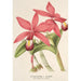 Reproduktion des Gemäldes Cattleya superba var. splendens - Charles Antoine Lemaire