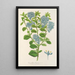 Reproduktion des Gemäldes Ceanothus elegans - Charles Antoine Lemaire