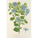 Reproduktion des Gemäldes Ceanothus elegans - Charles Antoine Lemaire