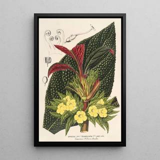 Charles Antoine Lemaire - Centrosolenia bullata Episcia tessellata.webp