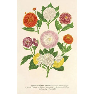 Charles Antoine Lemaire - Chrysanthmes dautomne varits naines.webp