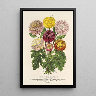 Charles Antoine Lemaire - Chrysanthmes nains dautomne.webp