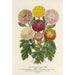 Riproduzione del dipinto Chrysanthèmes nani d'autunno - Charles Antoine Lemaire