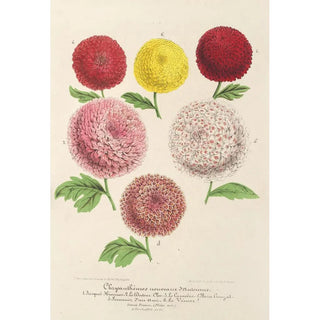 Charles Antoine Lemaire - Chrysanthmes nains nouveaux dAutomne.webp